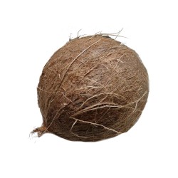Coconut (1 piece)