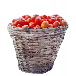 Tomatoes: half basket 15kg