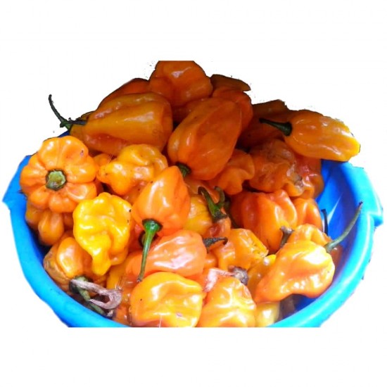 Yellow pepper- small pack