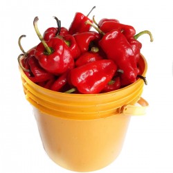 Tatase/tatashe pepper: basket (20kg)