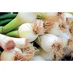 Spring onions (small pack)